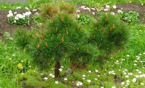 Хвойники в саду и их дизайн. Выбор растений 19 Хвойники в саду и их дизайн. Выбор растений 19
