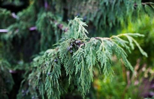 Хвойники для солнечных мест. Список лучших хвойных растений для дачи и сада с названиями и фото