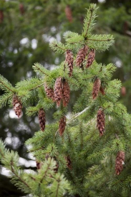 Самые ароматные хвойные для сада. Fruit Scented Conifers – Learn About Fruity Smelling Conifer Trees