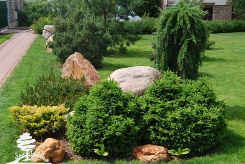 Хвойники в саду и их дизайн. Выбор растений 16 Хвойники в саду и их дизайн. Выбор растений 16