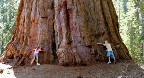 Самые полезные хвойные деревья. Общая характеристика