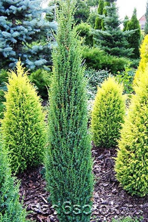 Хвойные с узкой кроной. Можжевельник обыкновенный (Juniperus communis)