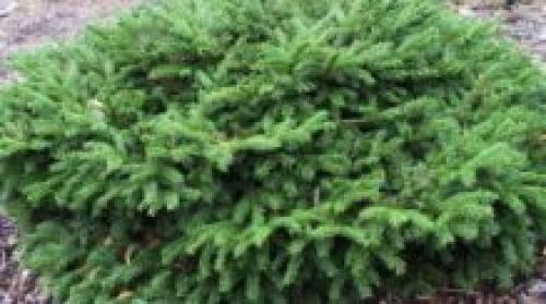 Хвойники в саду и их дизайн. Выбор растений 08 Хвойники в саду и их дизайн. Выбор растений 08