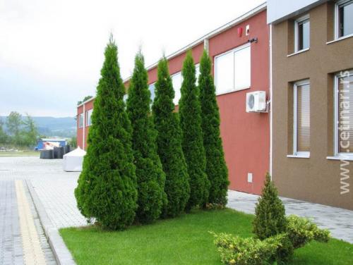 Хвойники в саду и их дизайн. Выбор растений