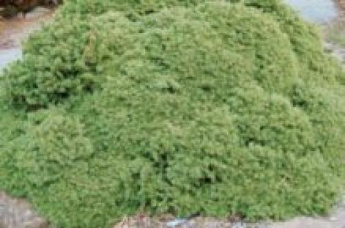 Хвойники в саду и их дизайн. Выбор растений 07 Хвойники в саду и их дизайн. Выбор растений 07