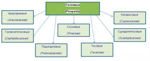 Среди хвойников есть растения. Характеристика и классификация