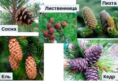 Среди хвойников есть растения. Характеристика и классификация