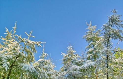 Хвойные растения список. Среднерослые