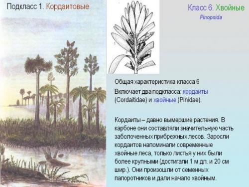 Как отличить хвойные деревья. Классификация хвойных растений