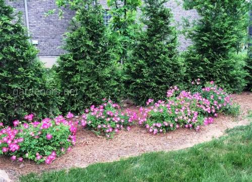 Клумба с хвойниками и розами. Розы между туями вдоль изгороди: да или нет