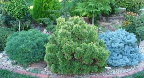 Карликовые хвойники. Карликовые сосны: лучшие сорта и советы по выращиванию