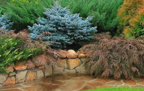 Низкорослые хвойные для бордюра. Миксбордер из хвойных растений