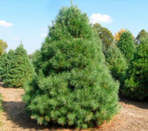 Хвойные до 3 метров. Сосна