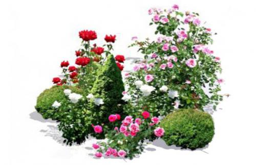 Низкорослые хвойные для бордюра. Миксбордер из хвойных растений