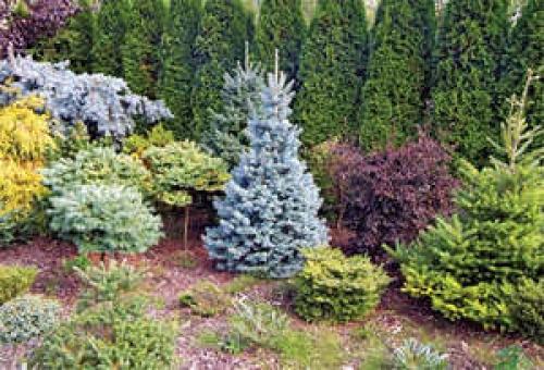 ТОП-10 лучших хвойных растений для маленького.. Плюсы и минусы невысоких хвойников 20