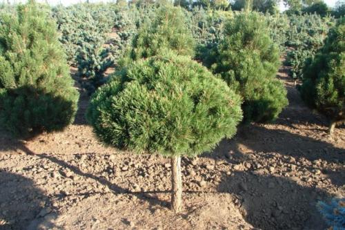 ТОП-10 лучших хвойных растений для маленького.. Плюсы и минусы невысоких хвойников 10