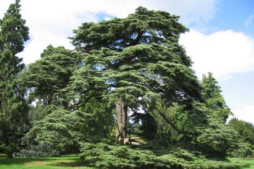 Необычные хвойные растения. Деревья