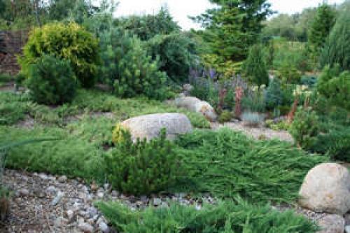 ТОП-10 лучших хвойных растений для маленького.. Плюсы и минусы невысоких хвойников 21