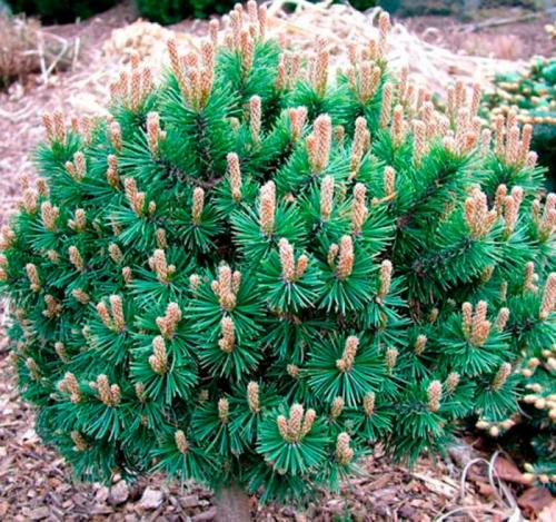 Хвойные до 3 метров. Сосна