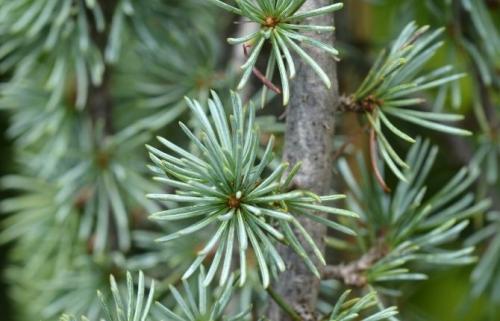 Сорта хвойных растений. Список лучших хвойных растений для дачи и сада с названиями и фото