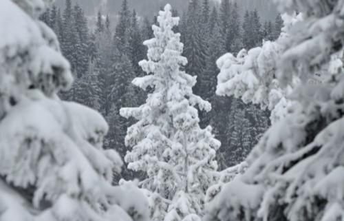 Сорта хвойных растений. Список лучших хвойных растений для дачи и сада с названиями и фото