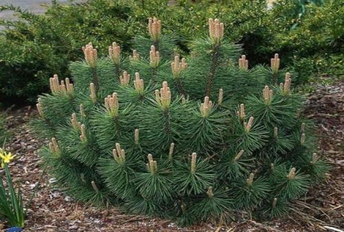 ТОП-10 лучших хвойных растений для маленького.. Плюсы и минусы невысоких хвойников 08