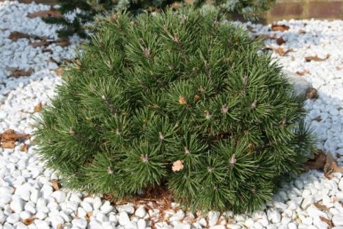 ТОП-10 лучших хвойных растений для маленького.. Плюсы и минусы невысоких хвойников 11