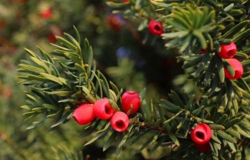 Среднерослые хвойные. Среднерослые