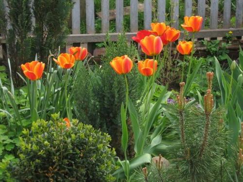 Маленькие хвойные деревья для маленьких дач. Самые маленькие хвойные деревья для небольших дачных участков