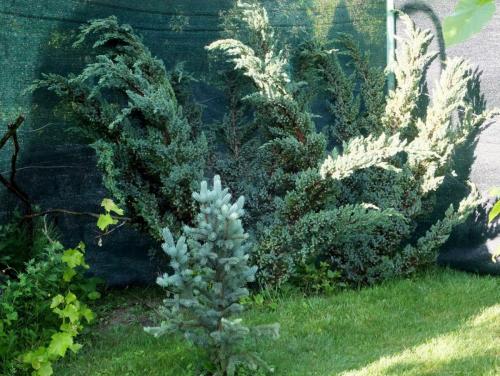 Хвойные в ландшафтном дизайне дачного участка. Где размещать хвойные деревья и кустарники 18