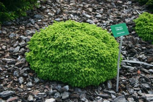 Низкорослые хвойные для бордюра. Смотрите видео: Карликовые хвойные для сада