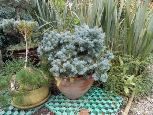 Маленькие хвойные деревья для маленьких дач. Самые маленькие хвойные деревья для небольших дачных участков