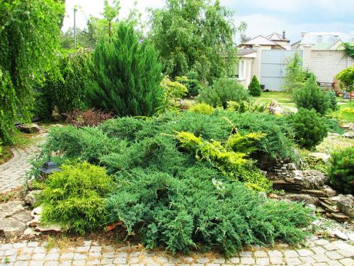 Хвойные в ландшафтном дизайне дачного участка. Где размещать хвойные деревья и кустарники 17