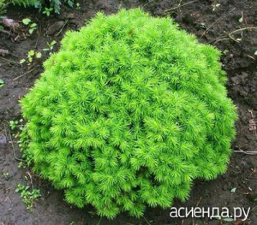 Карликовые хвойные в ландшафтном дизайне. Карликовые хвойные на даче. Как выбрать