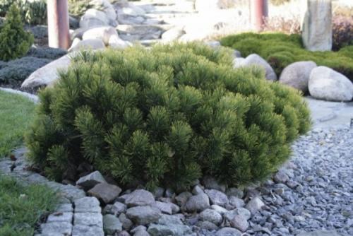 Низкорослые хвойные для бордюра. Смотрите видео: Карликовые хвойные для сада