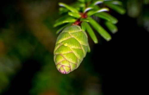 Неприхотливые хвойники для дачи. Список лучших хвойных растений для дачи и сада с названиями и фото