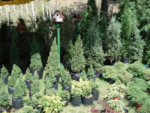 Маленькие хвойные деревья для маленьких дач. Самые маленькие хвойные деревья для небольших дачных участков