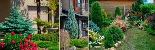 Хвойные растения для сада. Хвойные деревья: названия с описаниями и фото
