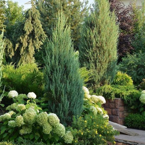 Хвойные в ландшафтном дизайне дачного участка. Где размещать хвойные деревья и кустарники 14