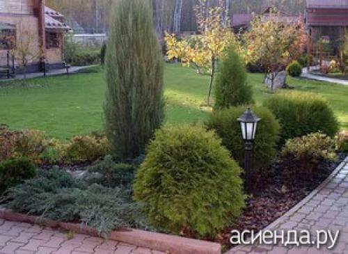 Карликовые хвойные в ландшафтном дизайне. Карликовые хвойные на даче. Как выбрать