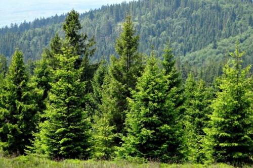 Самые ароматные хвойные для сада. Деревья