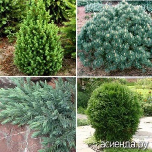 Карликовые хвойные в ландшафтном дизайне. Карликовые хвойные на даче. Как выбрать