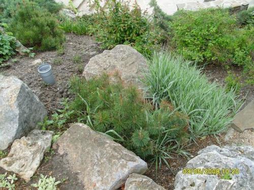 Маленькие хвойные деревья для маленьких дач. Самые маленькие хвойные деревья для небольших дачных участков