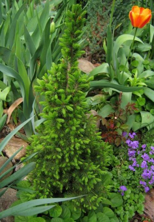 Маленькие хвойные деревья для маленьких дач. Самые маленькие хвойные деревья для небольших дачных участков