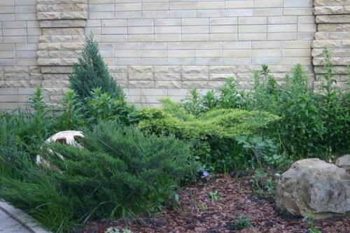 Маленькие хвойные деревья для маленьких дач. Самые маленькие хвойные деревья для небольших дачных участков