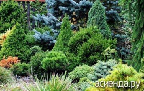 Карликовые хвойные в ландшафтном дизайне. Карликовые хвойные на даче. Как выбрать
