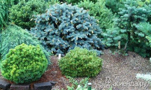 Карликовые хвойные в ландшафтном дизайне. Карликовые хвойные на даче. Как выбрать