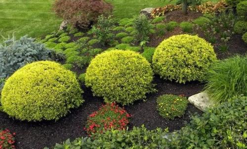 Низкорослые хвойные для бордюра. Смотрите видео: Карликовые хвойные для сада