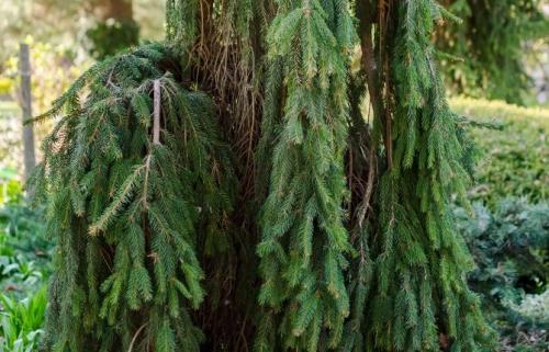 Неприхотливые хвойники для дачи. Список лучших хвойных растений для дачи и сада с названиями и фото