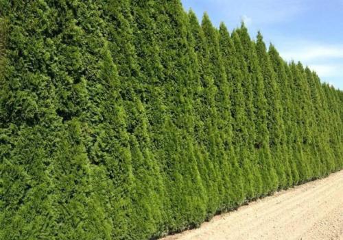 Быстрорастущие кусты для живой изгороди. Популярные хвойники